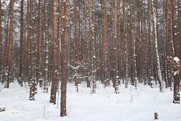 Fototapeta premium snow covered trees in winter, forest in winter 