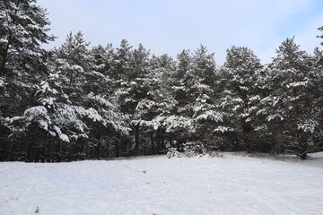 snow covered trees in the mountains, snow covered trees in winter, forest in winter 