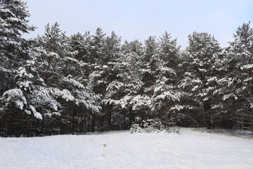 snow covered trees in winter, forest in winter 