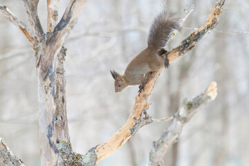 エゾリス Red squirrel