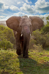 Elefant im Addo Nationalpark Südafrika 