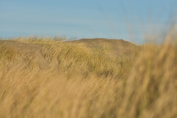 Obraz premium Nordseeküste im Winter von Niederlande
