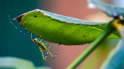 Fotografia de Natureza 