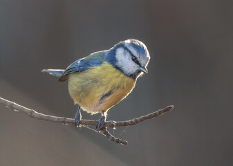 Blaumeise auf einem Zweig