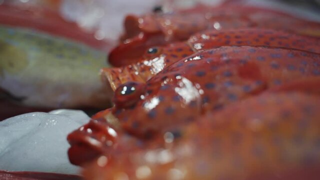 Blue Spotted Grouper Fish At Market