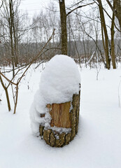 A stump covered with snow in Izmailovsky Park, Moscow