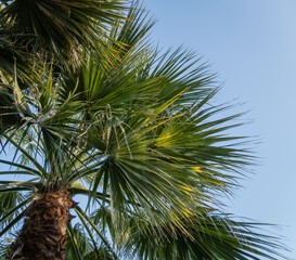 Crown of Washingtonia robusta palm, commonly known as Mexican Fan Palm or Mexican Washingtonia,...