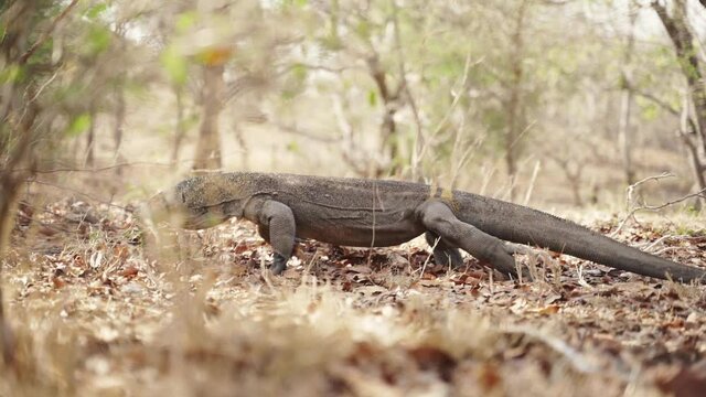 Komodo Dragon Walking Along Undergrowth