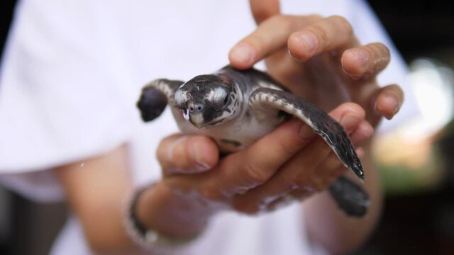 Human hands holding and stroking baby turtle 