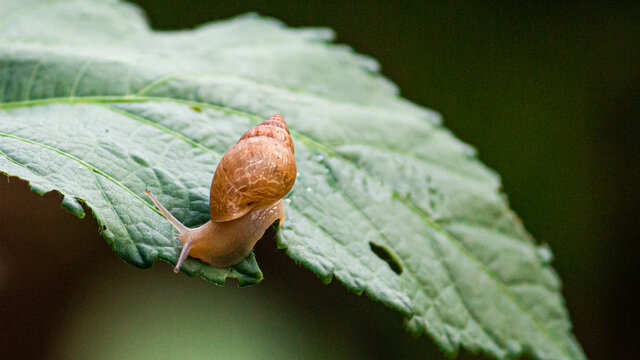 Fotografia de Natureza 