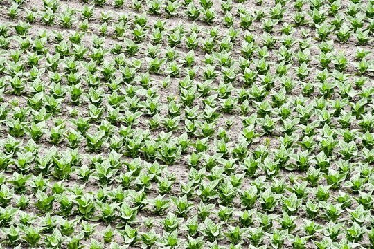 Tobacco Field View From Above