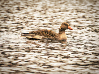 Goose on the water 