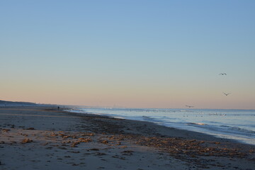 Obraz premium Nordseeküste in Niederlande, Strand, Krabben und Muscheln.