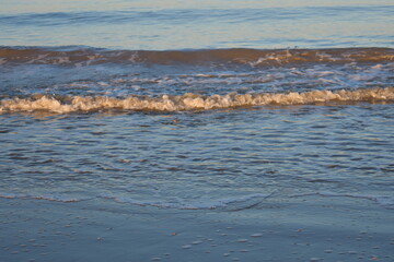 Nordseeküste in Niederlande, Strand, Krabben und Muscheln.