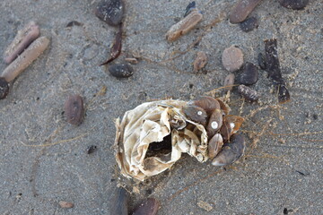 Nordseeküste in Niederlande, Strand, Krabben und Muscheln.