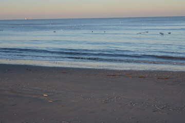 Nordseeküste in Niederlande, Strand, Krabben und Muscheln.