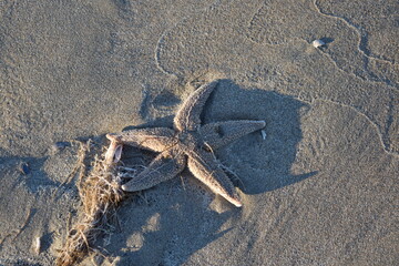 Nordseeküste in Niederlande, Strand, Krabben und Muscheln.