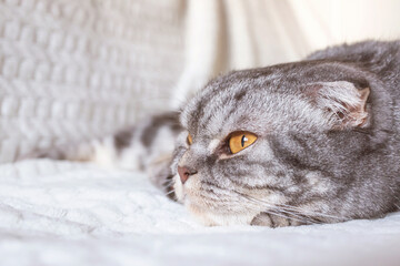 The gray Scottish fold cat lies wrapped in a warm beige plaid. Cozy cute warm home concept with a pet...