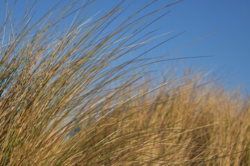 Nordseeküste in Niederlande bei Abenddämmerung im Winter.