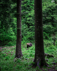 orso bruno in foresta in Slovenia