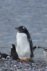 Naklejka premium Polster