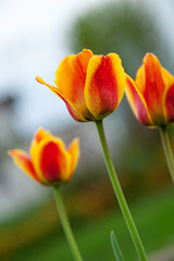 Spring flowering red tulips in the garden. Selective focus. Shallow depth of field.