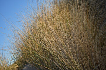 Nordseeküste in Niederlande bei Abenddämmerung im Winter.