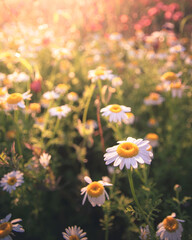 dettaglio di campo di margherite in controluce al tramonto