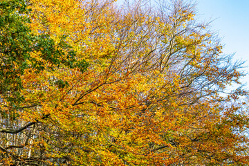 Herbstwald