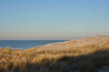 Obraz na płótnie Canvas Nordseeküste in Niederlande bei Abenddämmerung im Winter.