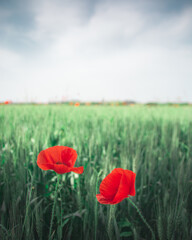 due papaveri rossi in un campo di grano