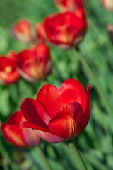 Blooming red tulips