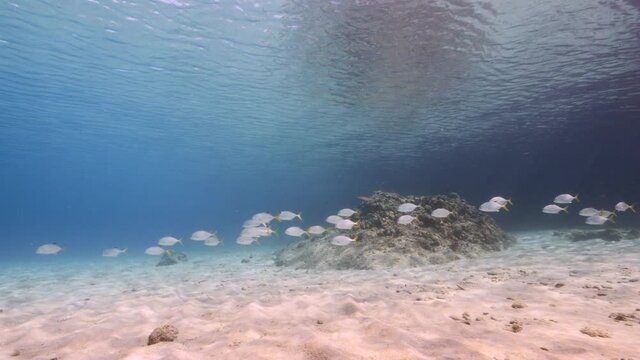 School of Yellow Jack in shallow water of coral reef in Caribbean Sea, Curacao