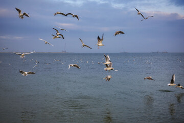 Seagulls flying over the Baltic Sea in winter. Poland