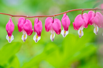 Dicentra spectabilis bleeding heart flowers in hearts shapes in bloom, beautiful Lamprocapnos pink...