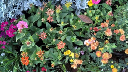 Scenic view of colorful flowers and plants for multipurpose use