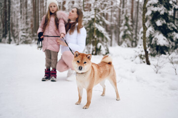 Happy family young mother and little cute girl in pink warm outwear walking having fun with red shiba inu dog in snowy white cold winter forest outdoors. Family sport vacation activities.