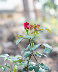Close up flowers on rose plants.