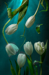 Composition with white tulips. Flowers under water