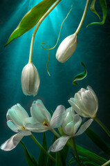 Composition with white tulips. Flowers under water