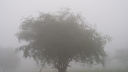 Early morning shot, too much fog and misty weather in the winter season of India.
