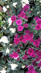 Scenic view of colorful flowers and plants for multipurpose use