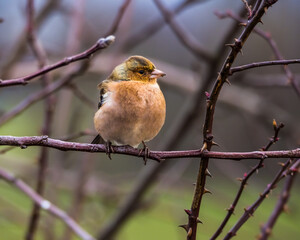 Small cute chaffinch perching on the branch closeup, blurred background