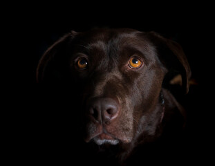 Brown Labrador Portrait