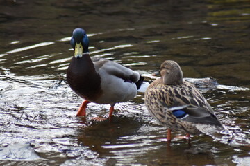 Ente beim Baden