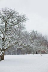 Fototapeta na wymiar white winter scenery in park