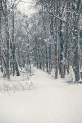 white winter scenery in park