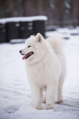 Obraz premium Samoyed white dog is on snow background outside