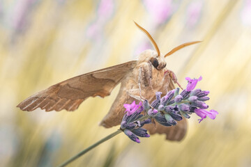 primo piano di falena grande, sfinge del leccio (Marumba quercus) su fiori di lavanda