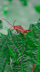 Fotografia de Natureza 